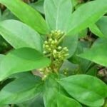 Gymnema Sylvestra